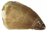 Fossil Mosasaur (Prognathodon) Tooth - Morocco #286347-1